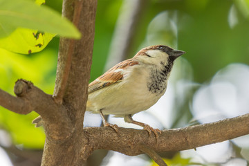 Obraz premium Male House Sparrow (Passer domesticus) perching on a branch in a garden.