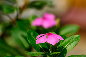 flowers with its branches and leaves