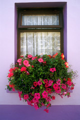 Fototapeta na wymiar Big pink flowers in cottage windowsill , Eyeries Village, West Cork, Ireland