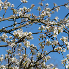 Blühende Nashi-Birne, Pyrus pyrifolia, im Frühling