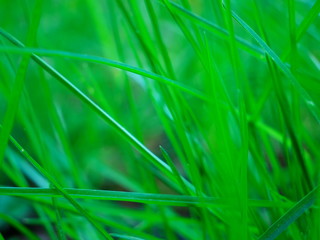 Grass photo taken in close-up for wallpaper