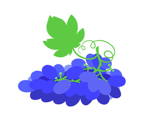 bunch of blue grape berries with green leaf & vine curl, element of logo, icon or emblem, color vector illustration isolated on white background in cartoon, flat & hand drawn style