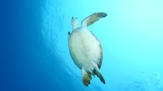 turtle underwater with sun beams and sun rays slow motion blue water ocean scenery  