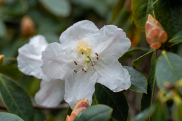 A closeup on blooming rhododendron taronese evans