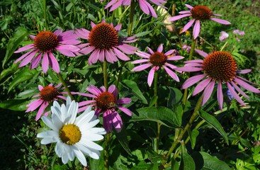 flowers in the garden