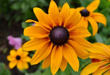 Fototapeta premium yellow flower in the garden