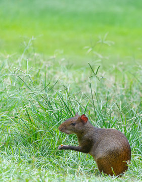 Agouti (Dasyprocta leporina) sitting on the grass in Campo do Santana park, Rio de Janeiro, Brazil. This rodent is known as Cutia in Brazil.