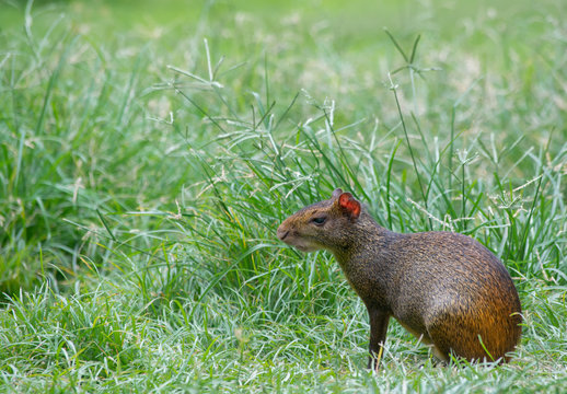 Agouti (Dasyprocta leporina) sitting on the grass in Campo do Santana park, Rio de Janeiro, Brazil. This rodent is known as Cutia in Brazil.