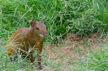 Agouti (Dasyprocta leporina) sitting on the grass in Campo do Santana park, Rio de Janeiro, Brazil. This rodent is known as Cutia in Brazil.