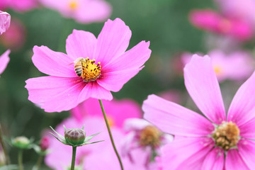 コスモス