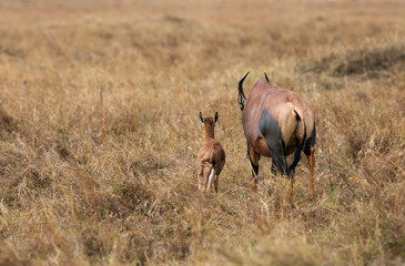 Topi antelopes resembles hartebeest but differs in dark purple patchings on their upper legs and lack sharply angled horns