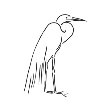 recommend clip art: beautiful Heron, wild wading bird, vector sketch illustration