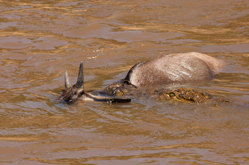 Fototapeta premium A crocodile grabbing a wildebeest in Mara river at Masai Mara kenya
