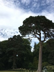 trees in the park