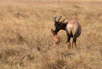 Topi antelopes resembles hartebeest but differs in dark purple patchings on their upper legs and lack sharply angled horns