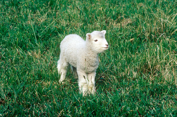 Obraz premium Lamb and green landscape in New Zealand