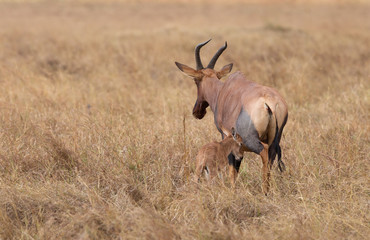 Topi antelopes resembles hartebeest but differs in dark purple patchings on their upper legs and lack sharply angled horns