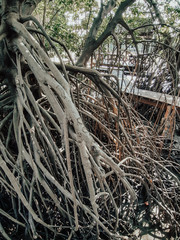 Fototapeta premium Close up of long mangrove tree roots. The mangrove forest at Samut Prakan, Thailand