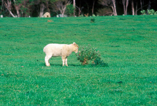 Lamb And Green Landscape In New Zealand