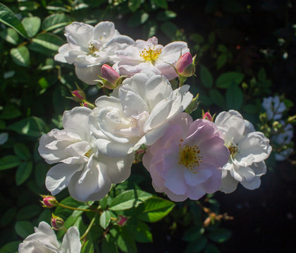 Image of white and pink flowers
