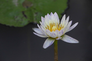 Lotus farm, Symbol of nature, White lotus in water