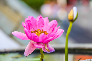 Lotus farm, Symbol of nature, Close up