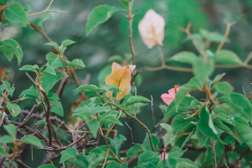 Bougainvillea flowers surrounded by green leafs, Beautiful bougainvillea in the park, Bougainvillea leaves