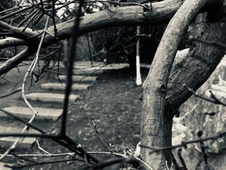 old tree trunk and a small path