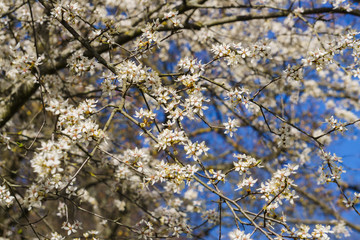Firework of white cherry plum flowers on a background of blue sky.