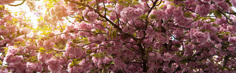Beautiful pink sakura flowers (cherry blossoms), wallpaper background, panoramic soft focus