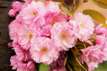 Bunch of  cherry blossom flowers. 