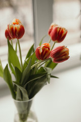 red tulips in a vase on the window