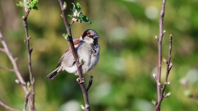 House sparrow male sitting in the apple tree and call, garden, spring, (passer domesticus), germany

