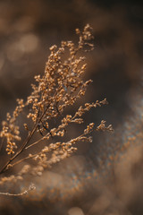 Fototapeta premium a branch of dry grass against the background of the setting sun