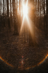Obraz premium birch grove on the background of the setting sun