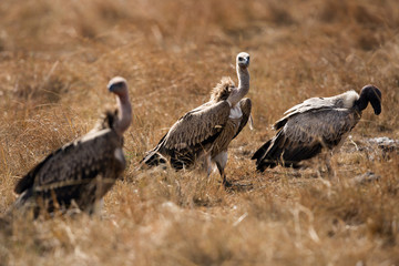 A Vulture is a large scavenging bird