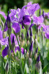 Group of blooming blue irises