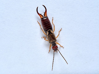 Common earwig or European earwig, Forficula auricularia against white background