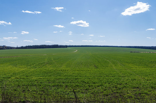 The big green field and blue sky