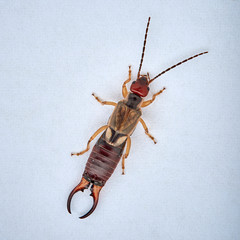 Common earwig or European earwig, Forficula auricularia against white background