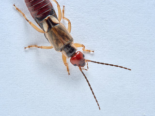 Common earwig or European earwig, Forficula auricularia against white background