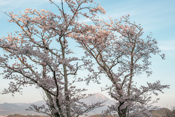 桜と大山（鳥取県）