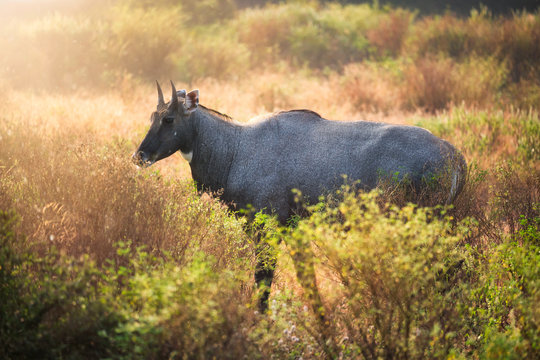 Adult blue bull or nilgai is an asian antelope walking in the forest. Nilgai is endemic to Indian subcontinent. Ranthambore National park, Rajasthan, India