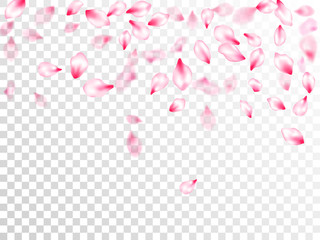 Japanese cherry blossom pink flying petals