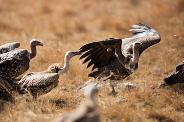 A Vulture is a large scavenging bird