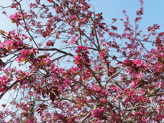 (Malus Coccinella) Pommier d'ornement à fruits décoratifs ou pommier aux fleurs printanière rose-pourpre à feuillage vernissé, vert sombre à rouge pourpré
