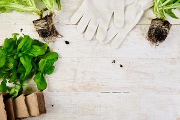 Flat lay of Gardening tools, basil, eco flowerpot, soil on white wooden background.