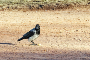 Crow somewhere God sent.
