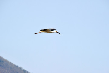 Stork in Gwangsi-myeon, Yesan-gun, South Korea.