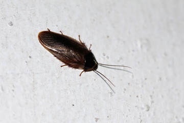 argentinische Waldschabe in Sri Lanka